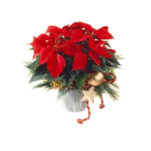 30 red poinsettia plant with christmas decorations 1 1 540x1